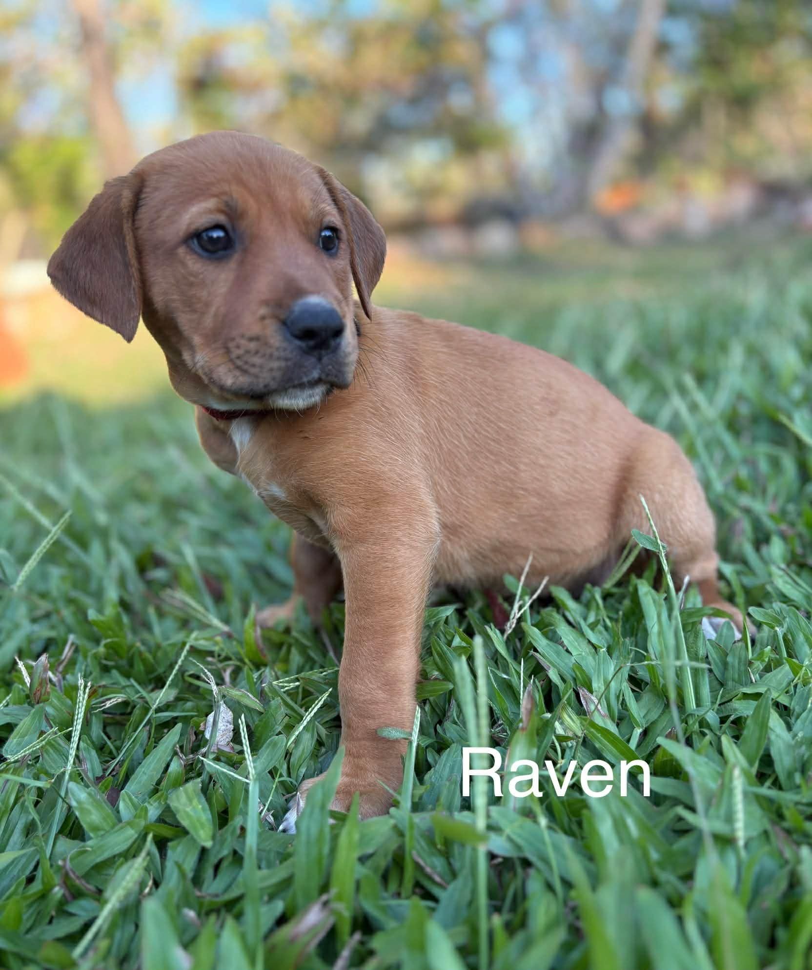 Raven Raven